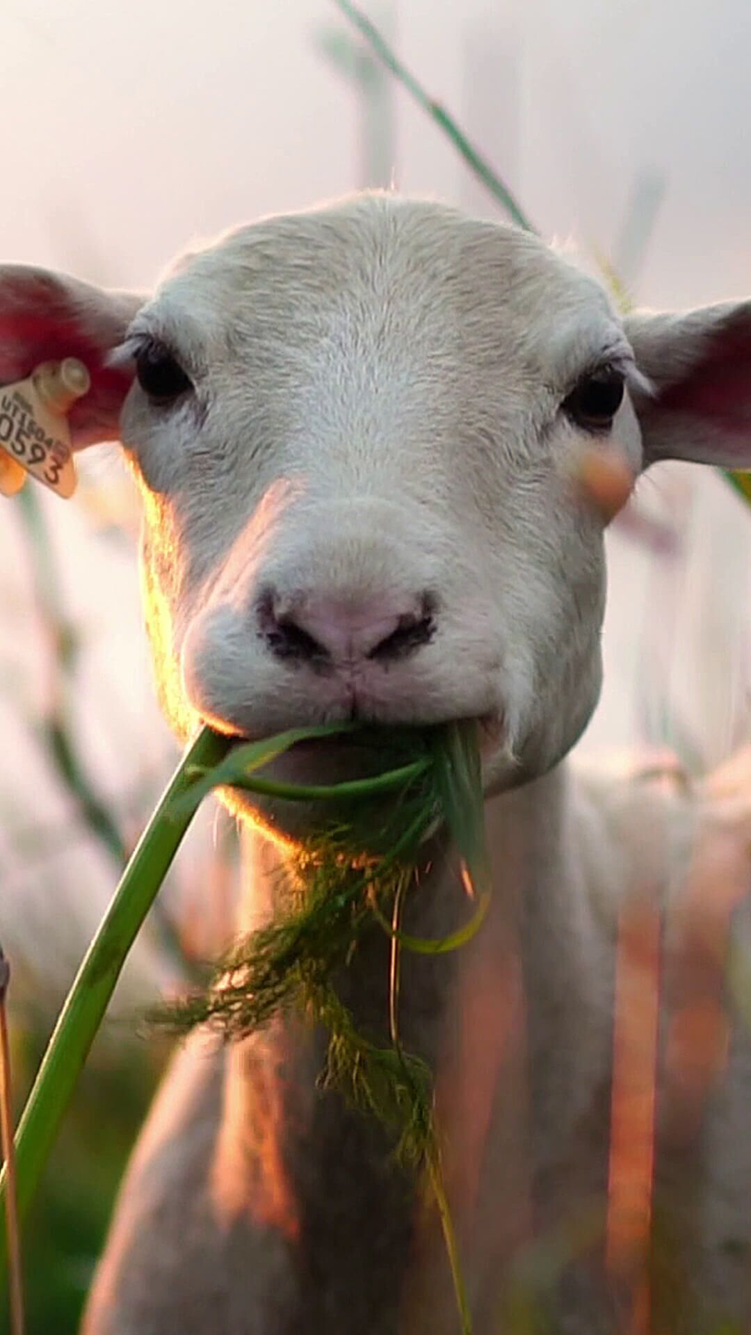 Die ERGO Für-alle-Rente.