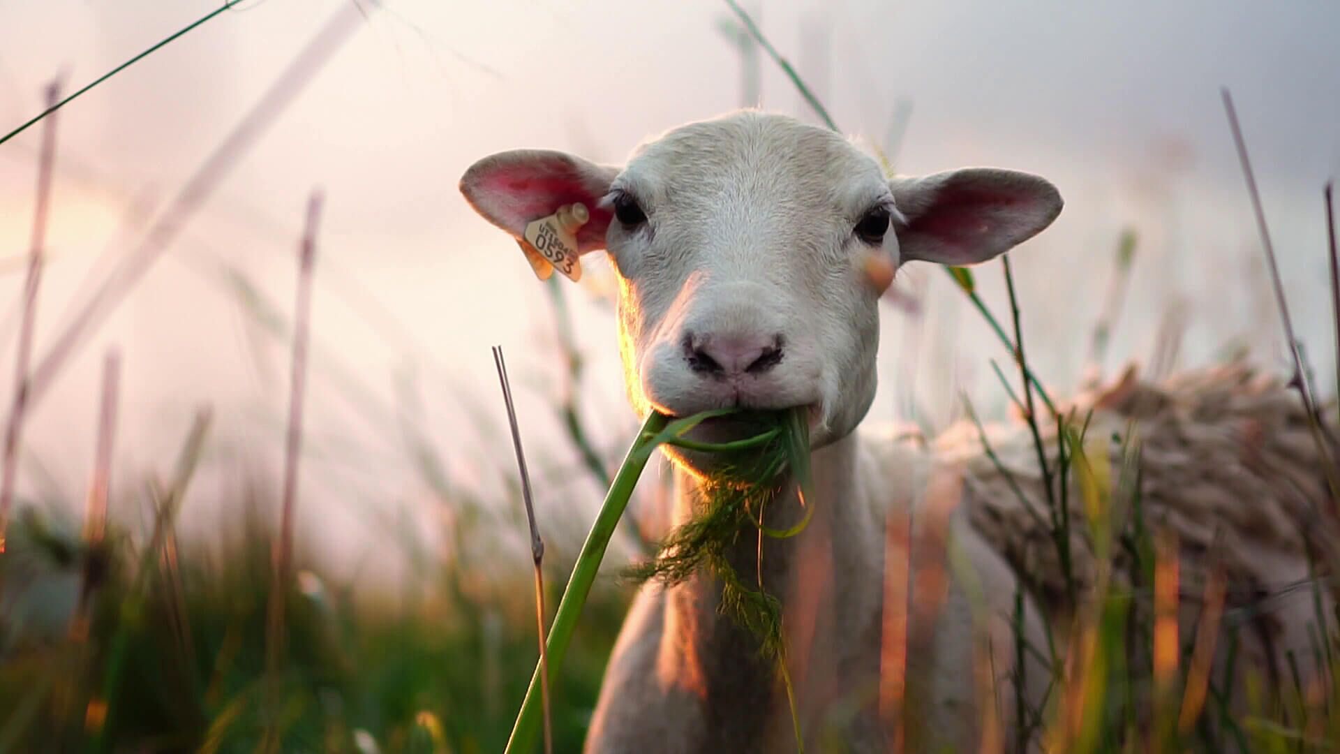 Die ERGO Für-alle-Rente.